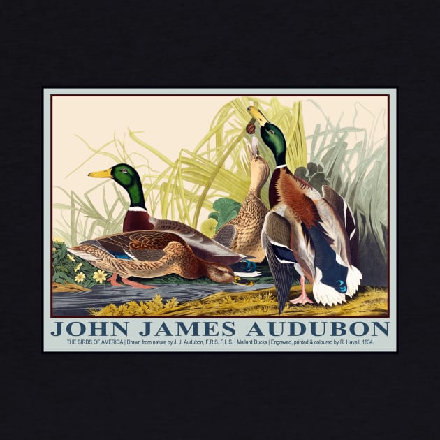 Mallard Ducks by John J. Audubon by RockettGraph1cs